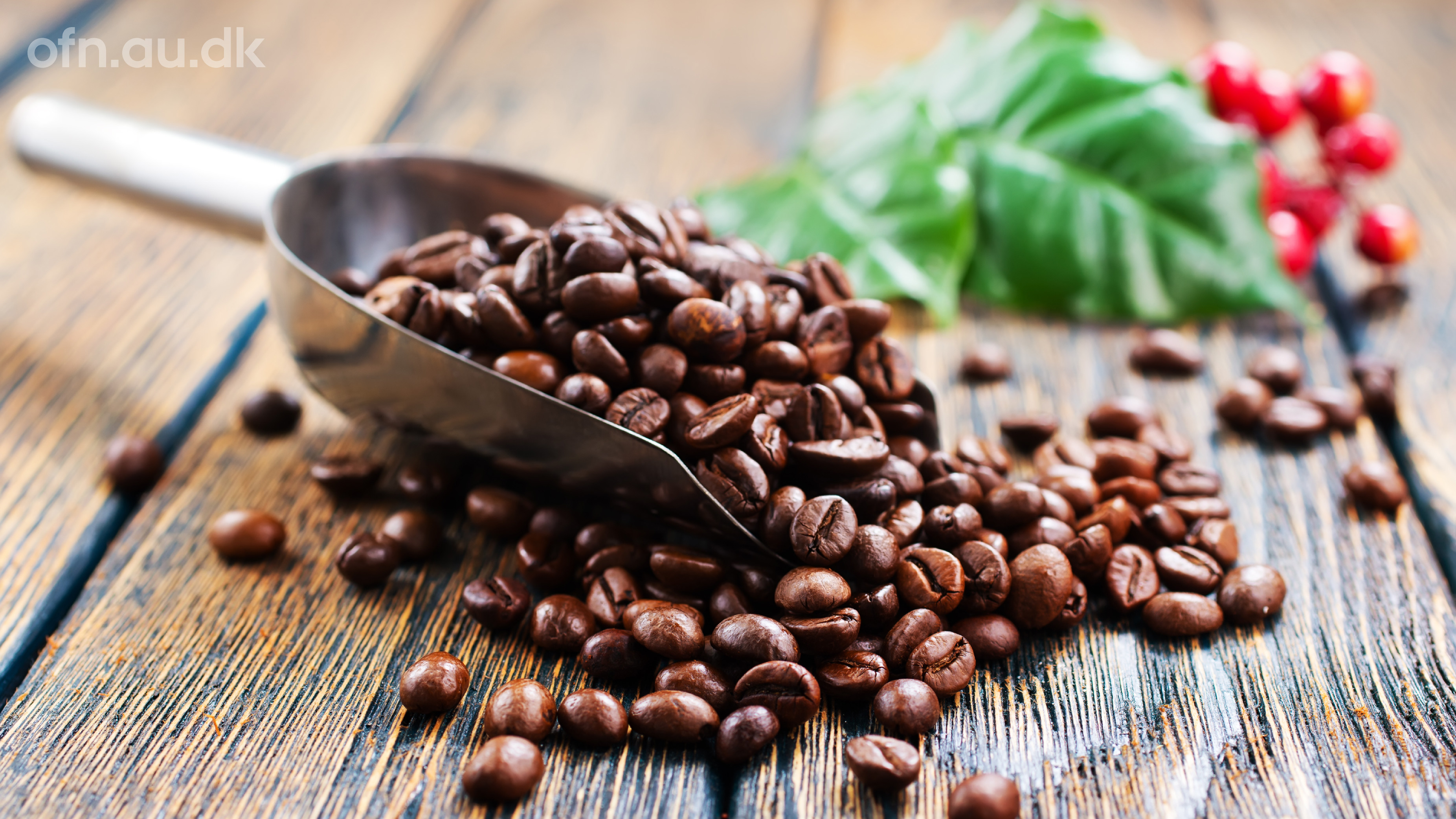 AU Livestream: Kaffe